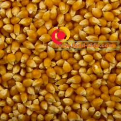 Хранение зерна кукурузы для попкорна